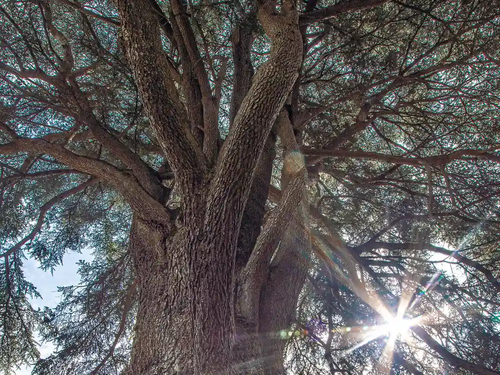 The giant cedar of Lebanon