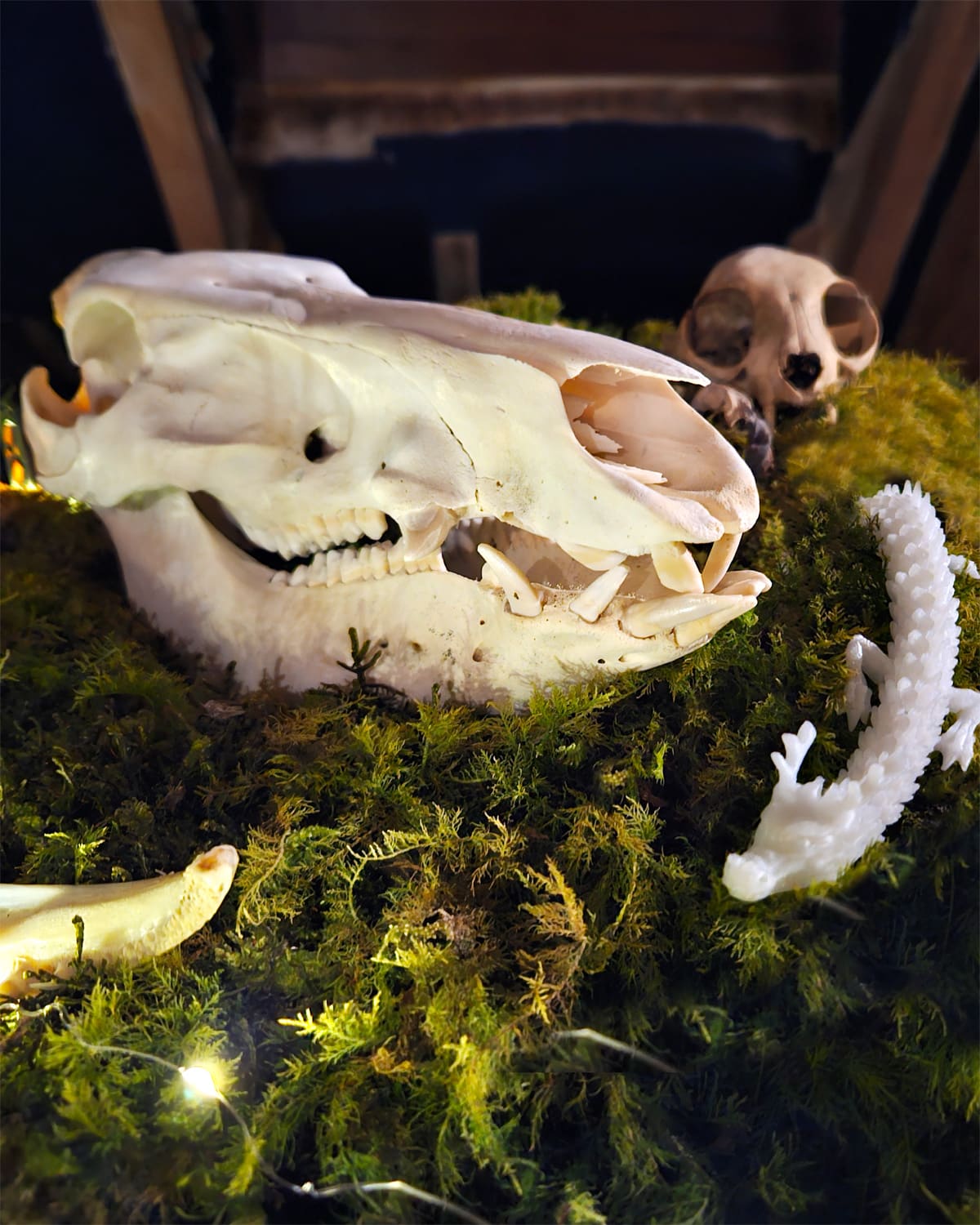 atelier fossiles et creatures2